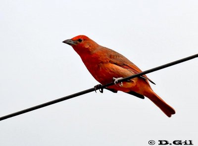 FUEGUERO (Piranga flava) - (Macho) Rincon de Melilla- MONTEVIDEO (Setiembre 2011)